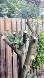Laurierboom voor brandhout, Minder dan 3 m³, Ophalen, Overige houtsoorten, Stammen