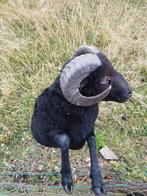 Ouessant Ram aangeboden/ ruilen event., Dieren en Toebehoren, Schapen, Geiten en Varkens, Mannelijk, Schaap