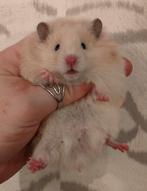 Jonge Syrische hamsters / Goudhamsters Te Reserveren, Dieren en Toebehoren, Knaagdieren, Hamster, November, Meerdere dieren, Tam