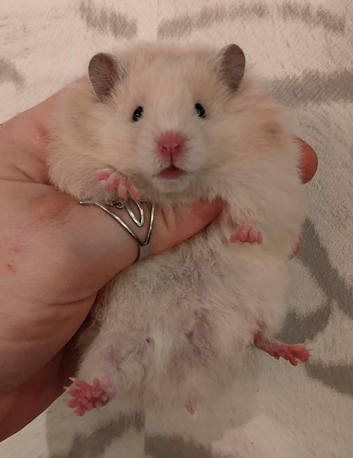 Jonge Syrische hamsters / Goudhamsters Te Reserveren, Dieren en Toebehoren, Knaagdieren, Meerdere dieren, Hamster, November, Tam