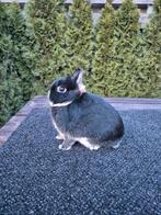 Kleurdwerg zwart otter, Mannelijk, Dwerg