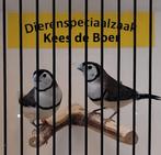 Koppeltje bichenow astrilde, Dieren en Toebehoren, Vogels | Overige Vogels, Meerdere dieren, Tropenvogel