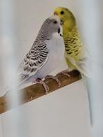 Pallid violet man en pop, Dieren en Toebehoren, Vogels | Parkieten en Papegaaien, Meerdere dieren, Parkiet, Geringd