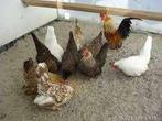 Krielkippen [Diverse rassen en kleuren.], Dieren en Toebehoren, Pluimvee, Vrouwelijk, Kip