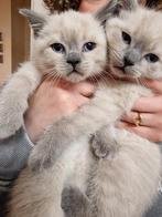 Britse korthaar kittens, Kater, Ontwormd
