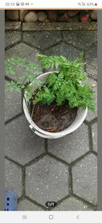 VAREN VASTE PLANT, Tuin en Terras, Planten | Tuinplanten, Ophalen of Verzenden, Zomer, Overige soorten, Volle zon