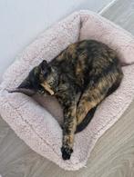 2 lieve poesjes en 1 kat zoekt een nieuw huisje, Dieren en Toebehoren, Katten en Kittens | Overige Katten, Poes