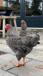 Jonge Wyandotte krielhaan, Dieren en Toebehoren, Pluimvee, Mannelijk, Kip