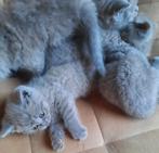 🐈‍⬛ | Raszuivere | Blauw Britse Korthaar | Kittens | 🐈‍⬛, Dieren en Toebehoren, Katten en Kittens | Raskatten | Korthaar, Meerdere dieren