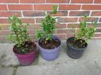 Muntplant, munt plant, Tuin en Terras, Ophalen, Zomer, Kruiden, Volle zon