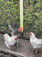 3 haantjes! GRATIS, Dieren en Toebehoren, Mannelijk, Kip
