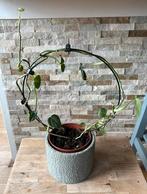 Philondendron in pot, Huis en Inrichting, Overige soorten, In pot, Minder dan 100 cm, Groene kamerplant