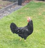 Ancona hen, Vrouwelijk, Kip