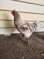 Jersey giant haan, Dieren en Toebehoren, Mannelijk, Kropper