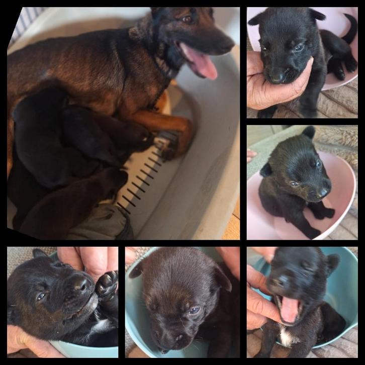 Herderpups, Dieren en Toebehoren, Honden | Herdershonden en Veedrijvers, Meerdere dieren, Herder, Particulier, Meerdere, Nederland