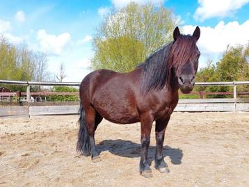 Pittige verzorgpony aangeboden beschikbaar voor biedingen