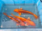 15 koi 35-60 cm, Dieren en Toebehoren, Vissen | Vijvervissen, Karper of Koi