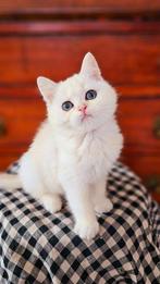 Britse luxe kittens Black Silver en Golden shell. STAMBOMEN, Kater, Ontwormd