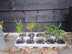 Oleanders, Tuin en Terras, Planten | Tuinplanten, Ophalen of Verzenden, Eenjarig, Groenteplanten, Volle zon