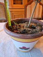 Euphorbia leuconeura - "Madagascar Jewel" stekje, Huis en Inrichting, Kamerplanten, Bloeiende kamerplant, Ophalen, Halfschaduw