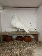 Veleno kropper duivin 2025, Vrouwelijk, Kropper