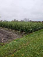 Coniferen, Tuin en Terras, Planten | Struiken en Hagen, Ophalen of Verzenden, Laurier, 100 tot 250 cm