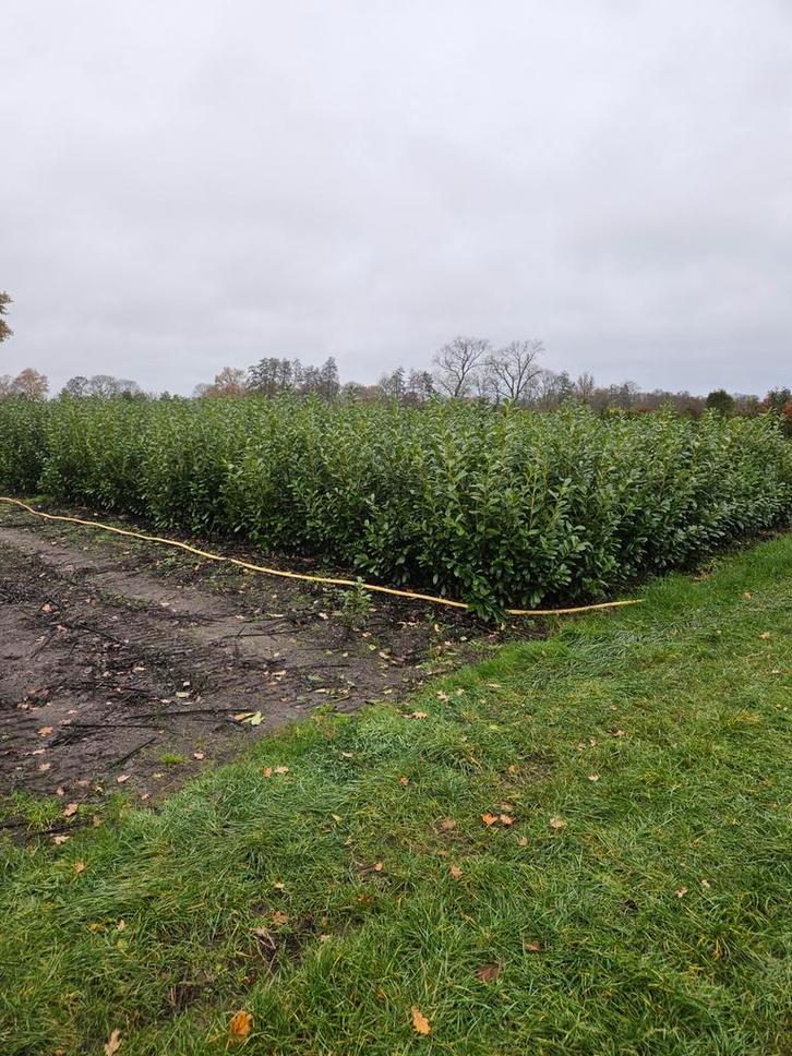 Coniferen, Tuin en Terras, Planten | Struiken en Hagen, Laurier, 100 tot 250 cm, Ophalen of Verzenden