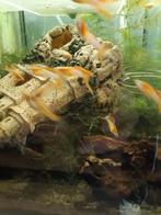 Aangeboden Guppen Japan Blue Double Red!, Vis