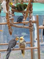 Suche Catharina Sittich, Meerdere dieren, Parkiet