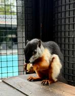Driekleur eekhoorn koppel, Dieren en Toebehoren, Knaagdieren, Januari, Meerdere dieren, Overige typen, Tam