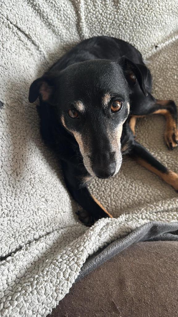 Vini, lieve reu zoekt een beste vriend!, Dieren en Toebehoren, Honden | Niet-rashonden, Middel, Reu, Particulier, Eén hond, Buitenland