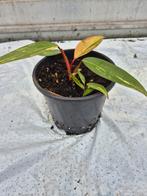 Philodendron Strawberry Shake, Overige soorten, In pot, Minder dan 100 cm, Groene kamerplant