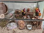 Hamsterhok met toebehoren, Zo goed als nieuw, 75 tot 110 cm, Ophalen, Minder dan 60 cm