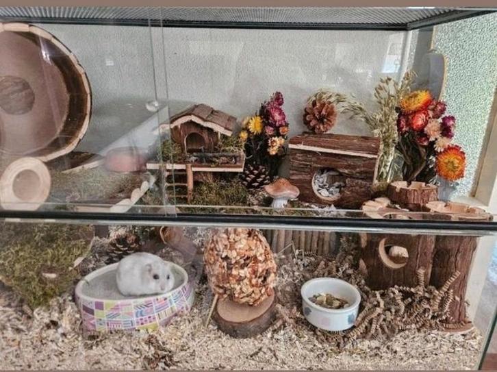 Hamsterhok met toebehoren, Dieren en Toebehoren, Knaagdieren en Konijnen | Hokken en Kooien, Zo goed als nieuw, Hok, Minder dan 60 cm