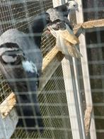 Tipplers duiven, Dieren en Toebehoren, Meerdere dieren