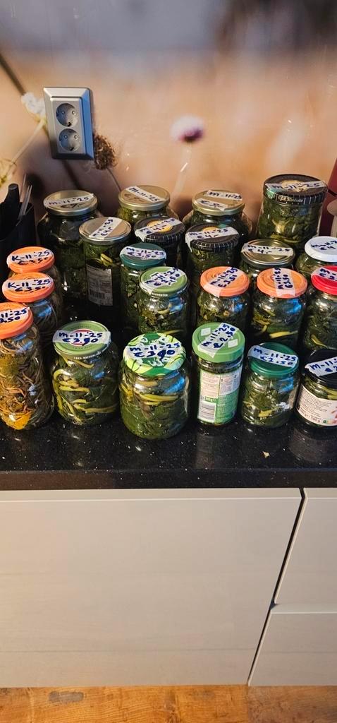 Moerbeiblad in pot- Biologisch !, Diversen, Levensmiddelen, Ophalen of Verzenden