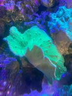 stekjes koraal montipora,kroepoekleder en sterpoliep, Dieren en Toebehoren, Overige typen, Zoutwatervis