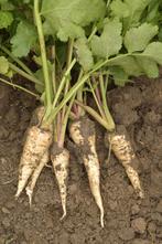 Uit de biologische moestuin: Pastinaak, zaden., Ophalen of Verzenden, Voorjaar, Volle zon, Zaad