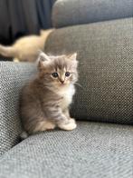Ragdoll kittens, Meerdere dieren, Gechipt, 0 tot 2 jaar