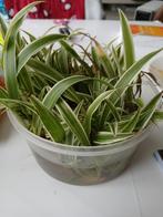 Graslelie plantjes, Ophalen of Verzenden, Halfschaduw, Minder dan 100 cm