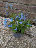 Kaukastische Vergeet mij niet, Tuin en Terras, Planten | Tuinplanten, Volle zon, Vaste plant, Lente, Ophalen