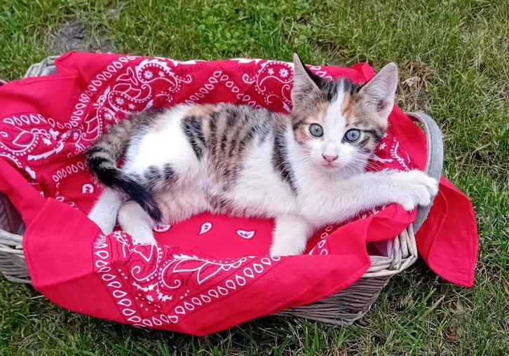 kittens, Dieren en Toebehoren, Katten en Kittens | Raskatten | Korthaar, Meerdere dieren, 0 tot 2 jaar