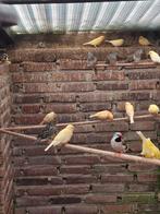 Kanaries, Meerdere dieren, Kleurkanarie