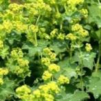 Vaste plant vrouwenmantel, Tuin en Terras, Planten | Tuinplanten, Ophalen, Zomer, Overige soorten, Halfschaduw