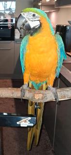 Blauwgele ara, Vrouwelijk, Papegaai, Tam