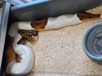 Diverse Breeder Ball Pythons Regius, Slang