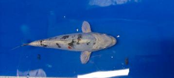 Kikokuryu koi beschikbaar voor biedingen