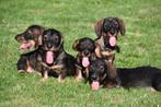 Ruwharige Teckel pups te koop, Dieren en Toebehoren, Honden | Teckels en Dashonden, Rabiës (hondsdolheid), 15 weken tot 1 jaar