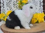 Geweldig knappe en super lieve raszuivere minilop ram, Dieren en Toebehoren, Konijnen, Mannelijk, Dwerg, Hangoor, 0 tot 2 jaar