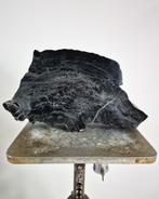 Versteend hout fossiel, Ophalen of Verzenden, Fossiel